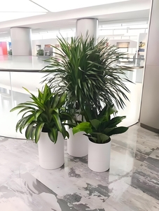 花卉租赁奉化行，营造魅力十足的空间氛围